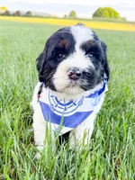 Po, a male Miniature Aussiedoodle for sale in Tulsa, OK – 1 of 10