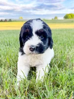 Po, a male Miniature Aussiedoodle for sale in Tulsa, OK – 8 of 10