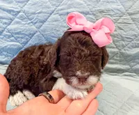 Raven , a female Aussiedoodle for sale in Tulsa, OK – 8 of 9