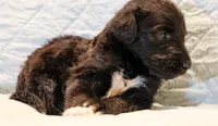 Theo, a male Aussiedoodle for sale in Tulsa, OK – 7 of 9