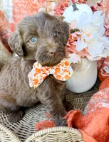 Ziggy, a male Aussiedoodle for sale in Tulsa, OK – 2 of 9