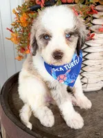 Marshall, a male Miniature Aussiedoodle for sale in Tulsa, OK – 9 of 10