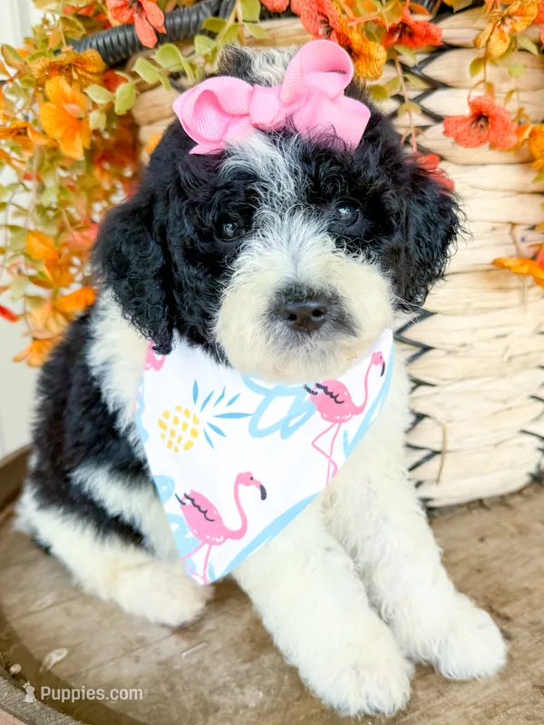 Penelope – Miniature Aussiedoodle puppy for sale in Tulsa, OK