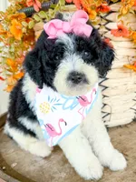 Penelope, a female Miniature Aussiedoodle for sale in Tulsa, OK – 1 of 10