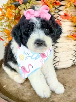 Penelope, a female Miniature Aussiedoodle for sale in Tulsa, OK – 6 of 10