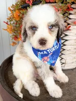 Marshall, a male Miniature Aussiedoodle for sale in Tulsa, OK – 7 of 10
