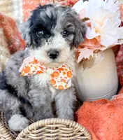 Patch , a male Aussiedoodle for sale in Tulsa, OK – 4 of 10