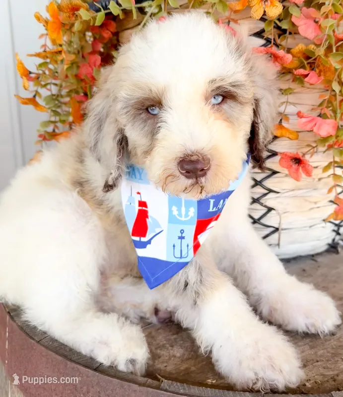 Marshall – Miniature Aussiedoodle puppy for sale in Tulsa, OK