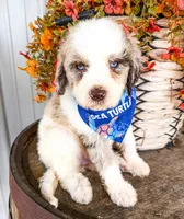 Marshall, a male Miniature Aussiedoodle for sale in Tulsa, OK – 6 of 10