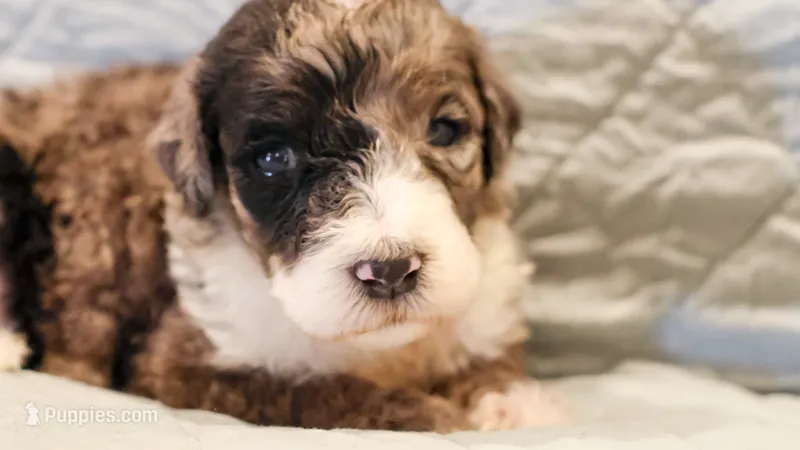 Patch  – Aussiedoodle puppy for sale in Tulsa, OK