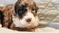 Patch , a male Aussiedoodle for sale in Tulsa, OK – 1 of 9