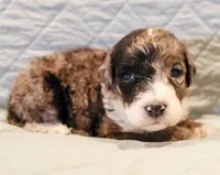 Patch , a male Aussiedoodle for sale in Tulsa, OK – 5 of 9