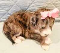 Clara Bow, a female Aussiedoodle for sale in Tulsa, OK – 10 of 10