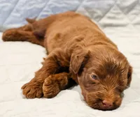 Ziggy, a male Aussiedoodle for sale in Tulsa, OK – 3 of 10
