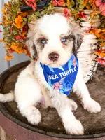 Marshall, a male Miniature Aussiedoodle for sale in Tulsa, OK – 3 of 10