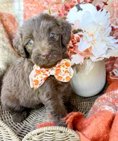 Ziggy, a male Aussiedoodle for sale in Tulsa, OK – 7 of 9
