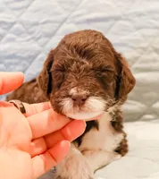 Raven , a female Aussiedoodle for sale in Tulsa, OK – 6 of 9