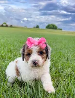 Pebbles , a female Miniature Aussiedoodle for sale in Tulsa, OK – 9 of 10