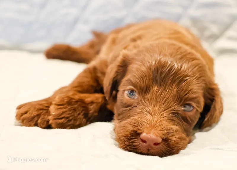 Ziggy – Aussiedoodle puppy for sale in Tulsa, OK