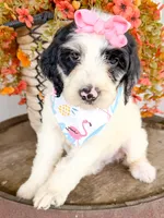 Vera, a female Miniature Aussiedoodle for sale in Tulsa, OK – 9 of 10