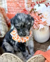 Dexter, a male Aussiedoodle for sale in Tulsa, OK – 3 of 10