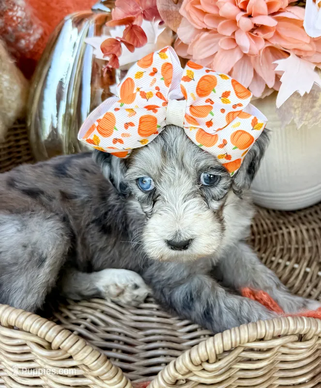 Clara Bow 🎀 – Aussiedoodle puppy for sale in Tulsa, OK