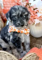 Dexter, a male Aussiedoodle for sale in Tulsa, OK – 2 of 10