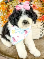 Penelope, a female Miniature Aussiedoodle for sale in Tulsa, OK – 3 of 10