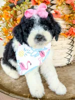 Penelope, a female Miniature Aussiedoodle for sale in Tulsa, OK – 2 of 10