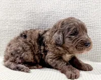 Toby, a male Bernedoodle for sale in Tulsa, OK – Photo 3 of 10