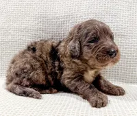 Toby, a male Bernedoodle for sale in Tulsa, OK – Photo 6 of 10