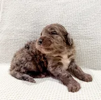 Toby, a male Bernedoodle for sale in Tulsa, OK – Photo 9 of 10