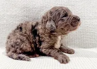 Toby, a male Bernedoodle for sale in Tulsa, OK – Photo 5 of 10