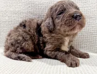 Toby, a male Bernedoodle for sale in Tulsa, OK – Photo 2 of 10