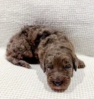 Toby, a male Bernedoodle for sale in Tulsa, OK – Photo 4 of 10