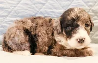 Patch , a male Aussiedoodle for sale in Tulsa, OK – 8 of 9