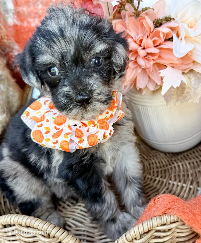 Dexter – Aussiedoodle puppy for sale in Tulsa, OK
