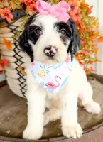 Vera, a female Miniature Aussiedoodle for sale in Tulsa, OK – 7 of 10
