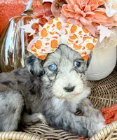 Clara Bow 🎀, a female Aussiedoodle for sale in Tulsa, OK – 7 of 10