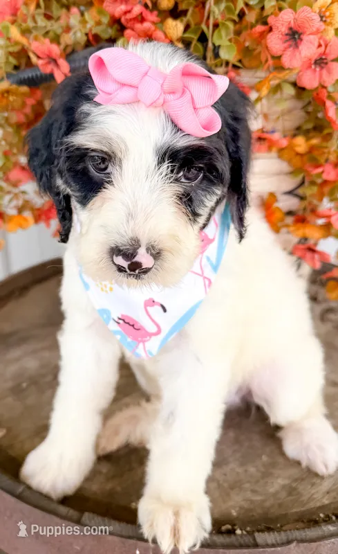 Vera – Miniature Aussiedoodle puppy for sale in Tulsa, OK