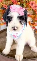 Vera, a female Miniature Aussiedoodle for sale in Tulsa, OK – 1 of 10