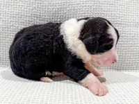 Nova, a female Bernedoodle for sale in Tulsa, OK – Photo 5 of 10