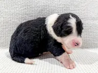 Nova, a female Bernedoodle for sale in Tulsa, OK – Photo 6 of 10