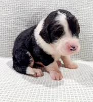 Nova, a female Bernedoodle for sale in Tulsa, OK – Photo 2 of 10