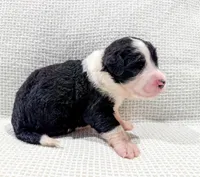 Nova, a female Bernedoodle for sale in Tulsa, OK – Photo 10 of 10