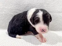 Nova, a female Bernedoodle for sale in Tulsa, OK – Photo 4 of 10