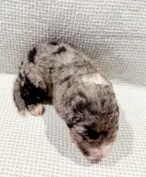 Atlas, a male Bernedoodle for sale in Tulsa, OK – Photo 7 of 10