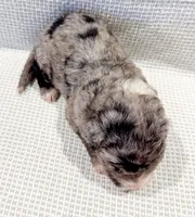 Atlas, a male Bernedoodle for sale in Tulsa, OK – Photo 9 of 10