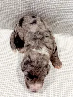 Atlas, a male Bernedoodle for sale in Tulsa, OK – Photo 8 of 10