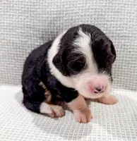 Nova, a female Bernedoodle for sale in Tulsa, OK – Photo 1 of 10